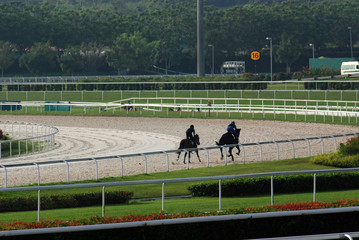 horse practicing in the race course