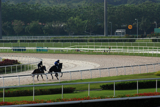 horse practicing in the race course