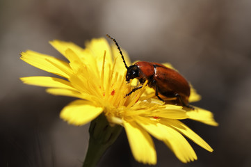 escarabajo