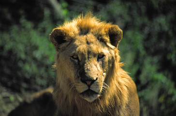 lion
