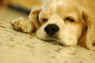 cocker spaniel sleeping