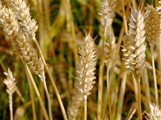 wheat field