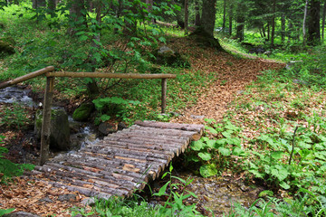 wooden bridge in forest