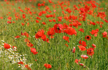 red corn poppy and white meadow flowers