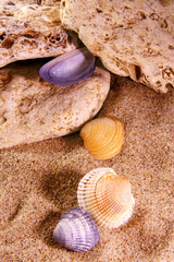 sea shell