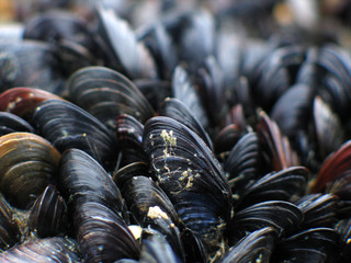 moules sauvages