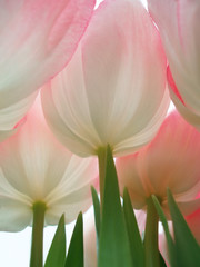 pink flowers