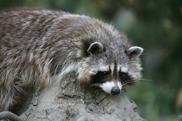 waschbär
