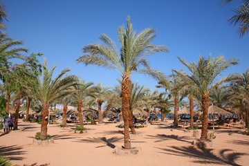 Fototapeta na wymiar palm sand beach