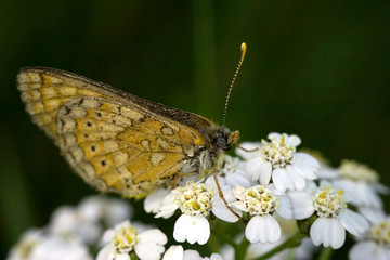 small butterfly and white flowers