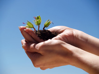 manos con planta
