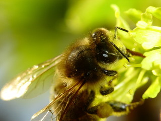 bee © Gajos