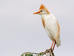 cattle egret #02