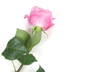 rose on white