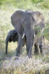 kruger park