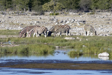 Fototapeta na wymiar gromadzenie zebry w wodopoju - Namibia