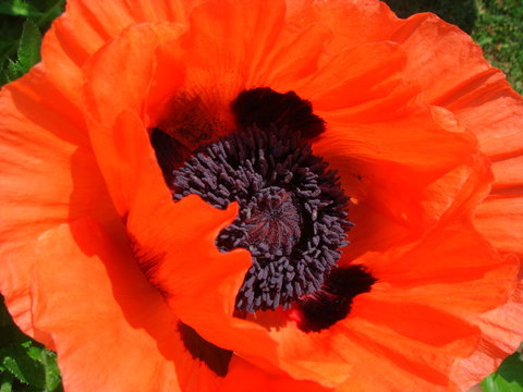 fleur de pavot