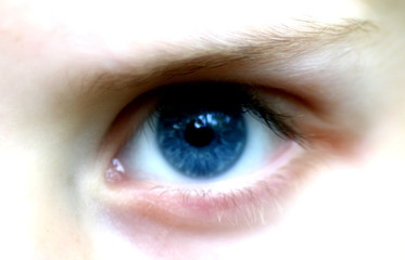 blauäuglein