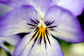 Viola