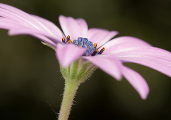 Osteospermum dimorphoteca