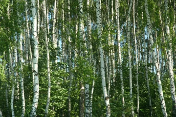 Fotobehang berkenhout bij de lente © tracker