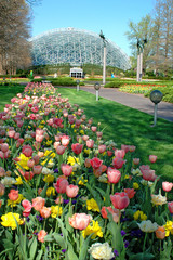 saint louis botanical garden