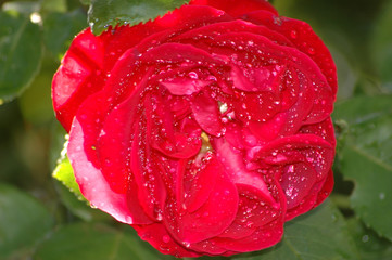 red rose and rain drops