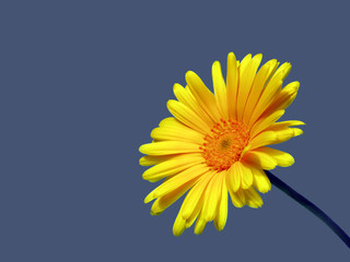 blume