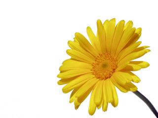 blume