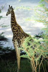 giraffe