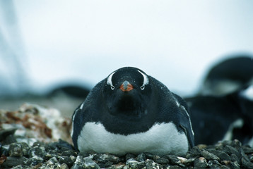 gentoo penguin in a nest.