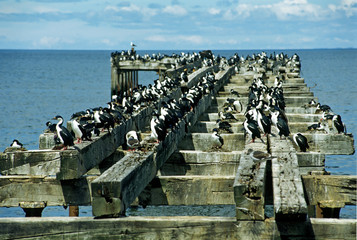 colony of cormorants