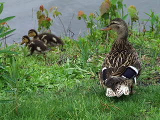 mother and baby ducks