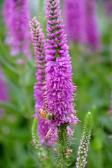 spiked speedweell flower with honeybee