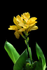 Obraz premium yellow canna