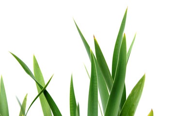 iris leaves