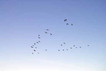 Naklejka premium geese flying in formation