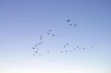 Papier peint photo Oiseaux geese flying in formation  © David Wood