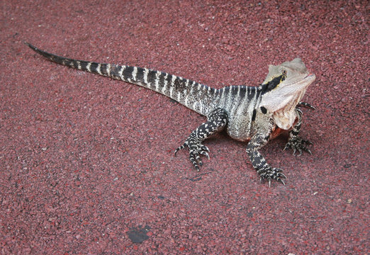 Australian Water Dragon