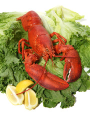 lobster