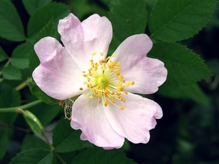 briar-rose bush in blossom