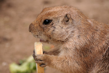 prairie dog