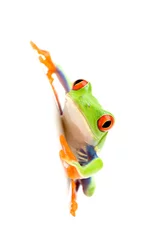 Papier Peint photo Lavable Grenouille grenouille sur blanc