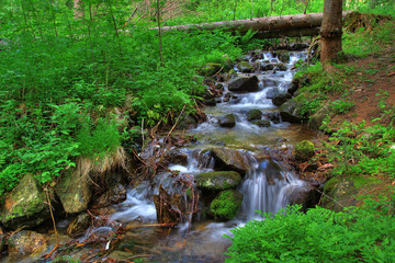 brook in the forest