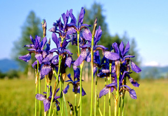 iris germanica © WernerHilpert