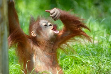 Foto op Plexiglas Aap schattige baby orang-oetan
