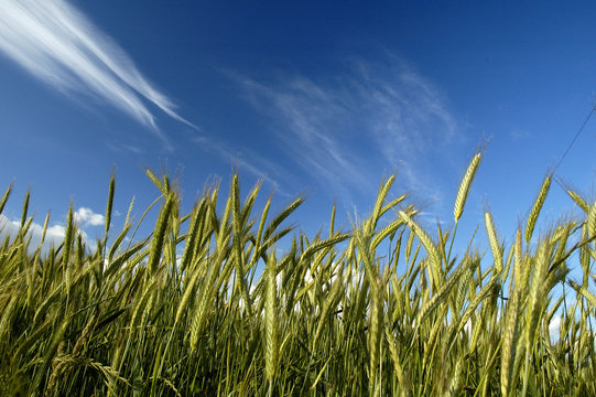 blé et ciel