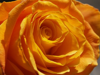 yellow rose