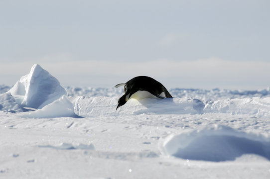 Penguin Hurdle Race