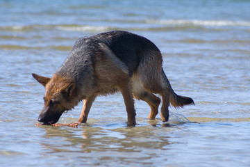 the dog smells a stick in water